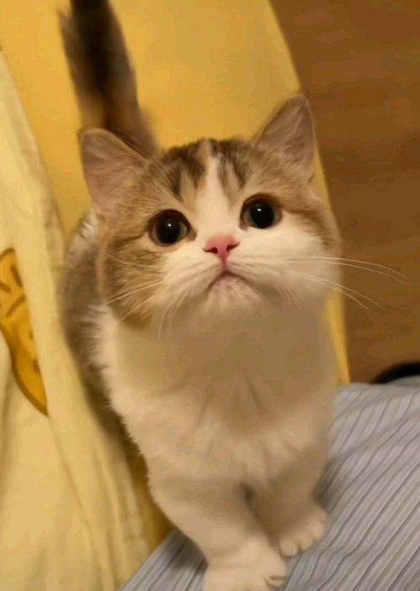 朋友养的小可爱