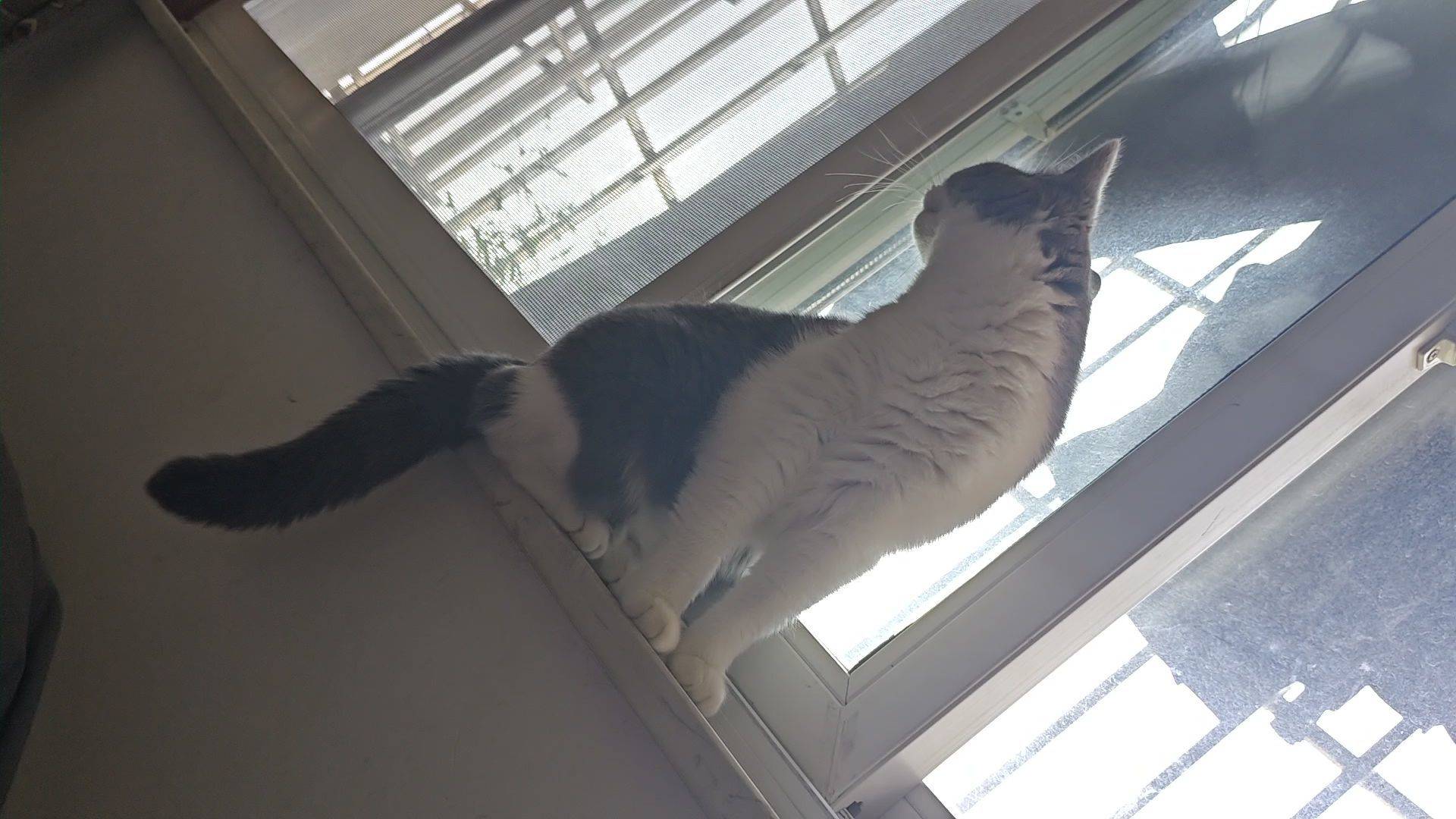 谁要领养 英短三花 绝世好猫 不咬人不哈
