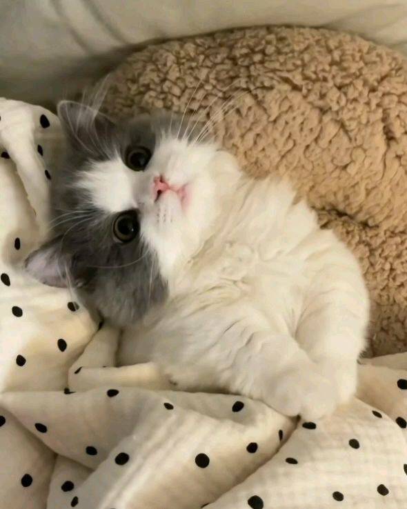 朋友养的猫咪好乖哦