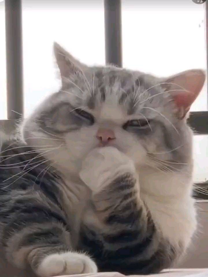 养猫后