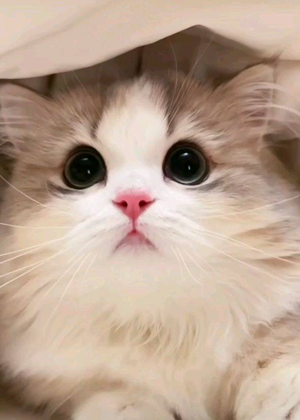 你的小可爱来啦