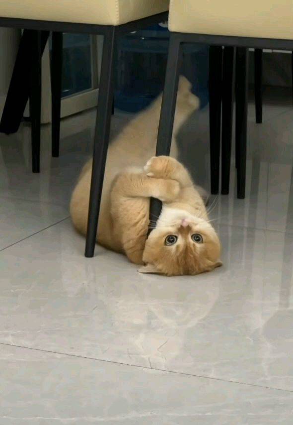 这是什么造型啊，可爱猫咪