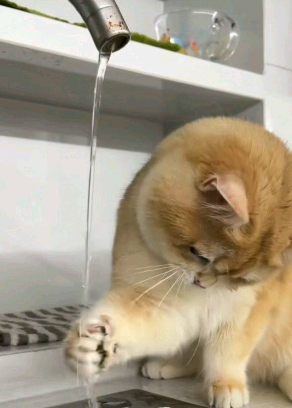 猫咪很喜欢玩水吗？