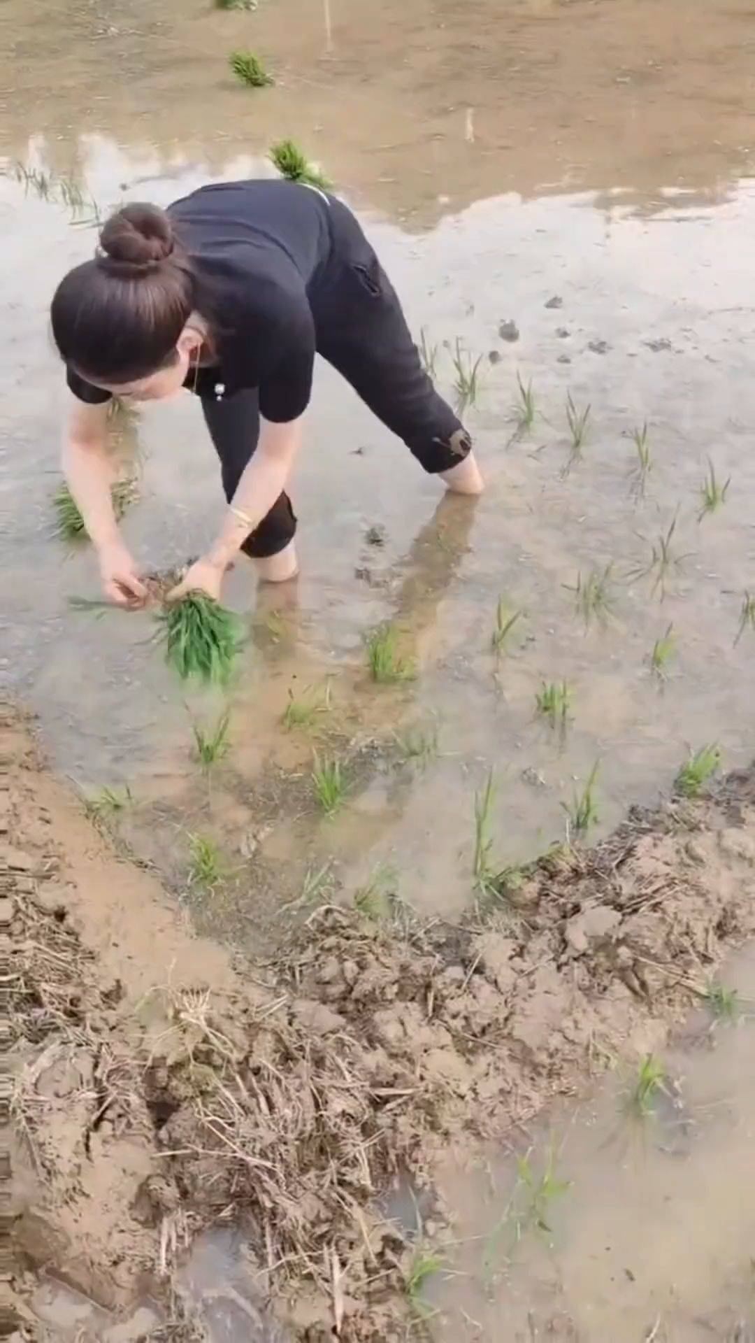  插秧  田间劳作  农忙时节  