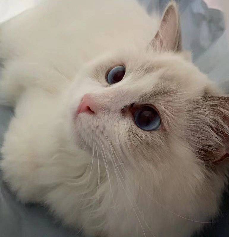 猫咪无偿领养_3
