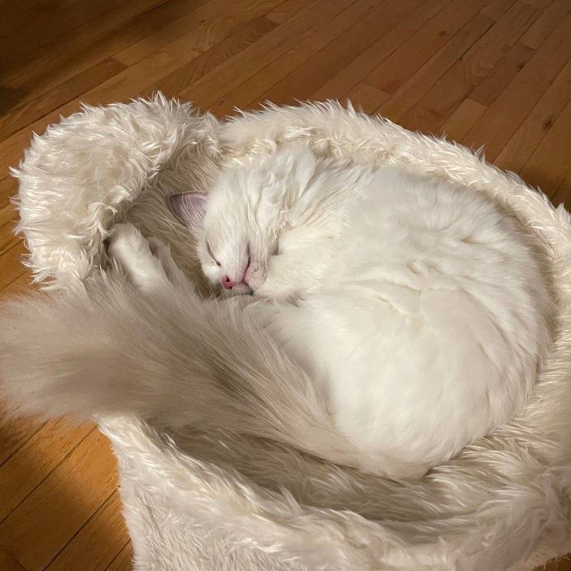猫咪无偿领养