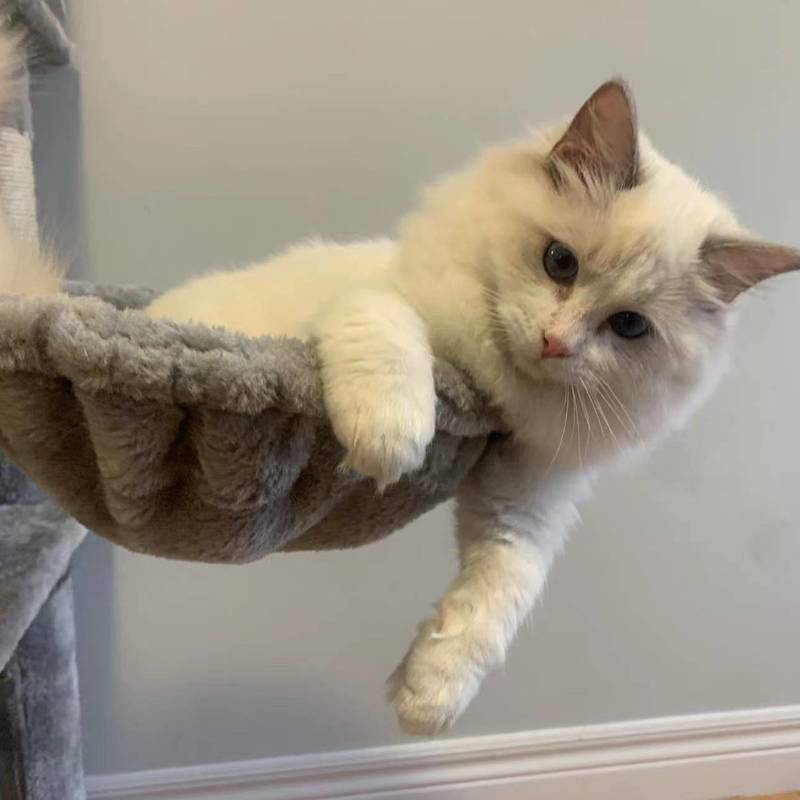 猫咪无偿领养_2