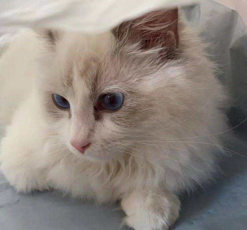 猫咪无偿领养_4