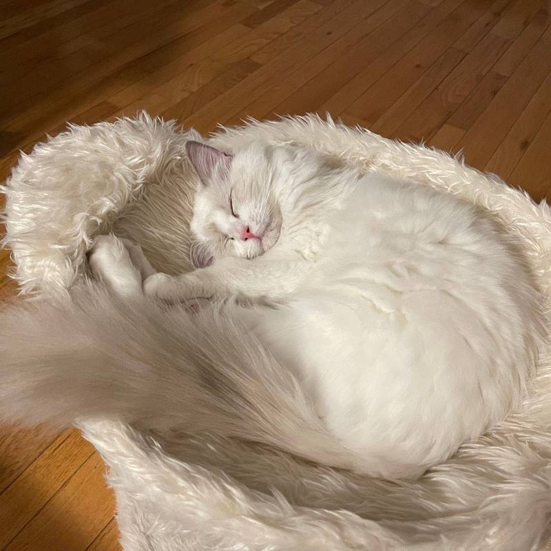 猫咪无偿领养_1
